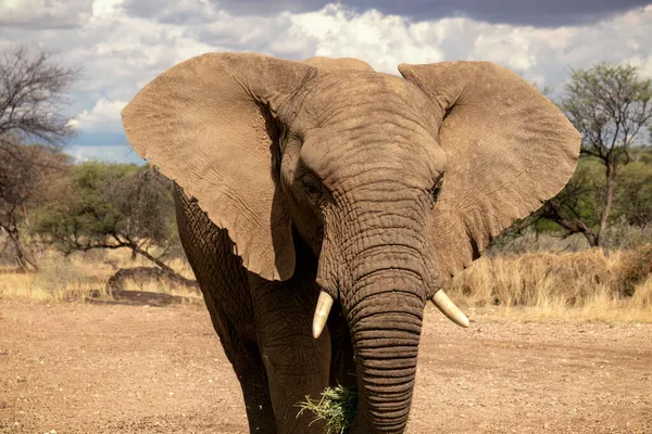 Elefante Africano Bush Las Praderas Del Parque Nacional Etosha Namibia — Foto de Stock