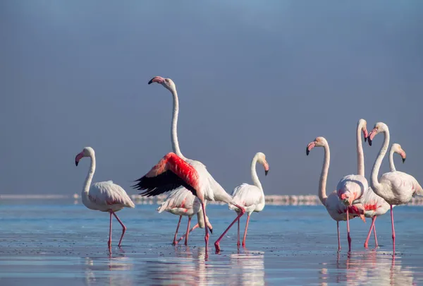 Vilt Afrikanskt Liv Grupp Fåglar Rosa Afrikanska Flamingos Promenader Runt — Stockfoto