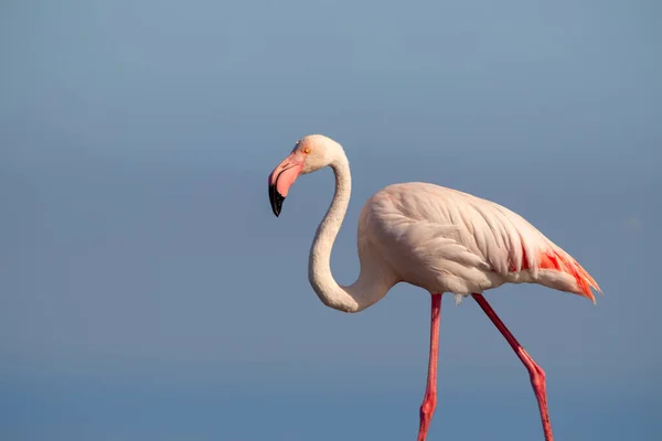 Ensam Afrikansk Rosa Flamingo Blå Bakgrund — Stockfoto