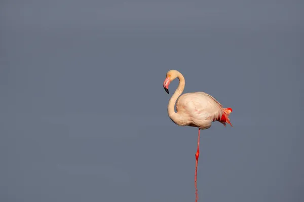 Lonely African Pink Flamingo Blue Background — Stock Photo, Image