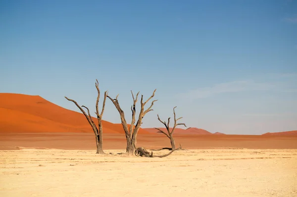 Beroemde Plaats Deadvlei Prachtig Landschap Namibische Woestijn — Stockfoto