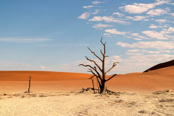 Beroemde Plaats Deadvlei Prachtig Landschap Namibische Woestijn — Stockfoto