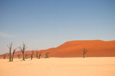 Deadvlei 'nin meşhur yeri. Namib çölünün güzel manzarası