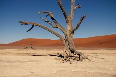 Deadvlei 'nin meşhur yeri. Namib çölünün güzel manzarası