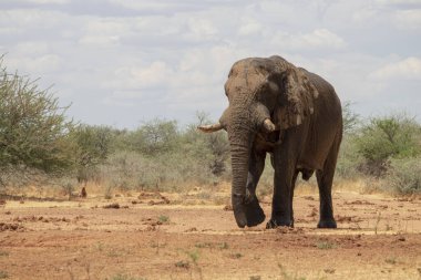 Etosha Ulusal Parkı, Namibya 'nın çayırlarındaki Afrika filinin ön görüntüsü. 