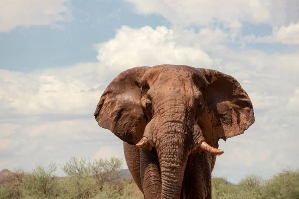 Vista Frontal Del Elefante Africano Los Pastizales Del Parque Nacional — Foto de Stock