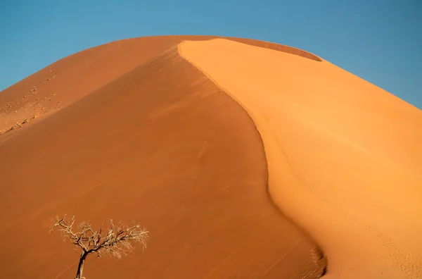 Árvore Seca Solitária Fica Meio Deserto Namib Lado Uma Duna — Fotografia de Stock