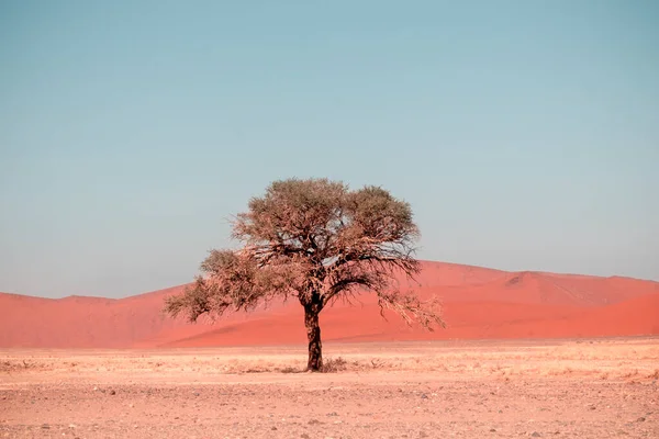 Árbol Solitario Seco Encuentra Medio Del Desierto Namib Junto Una — Foto de Stock