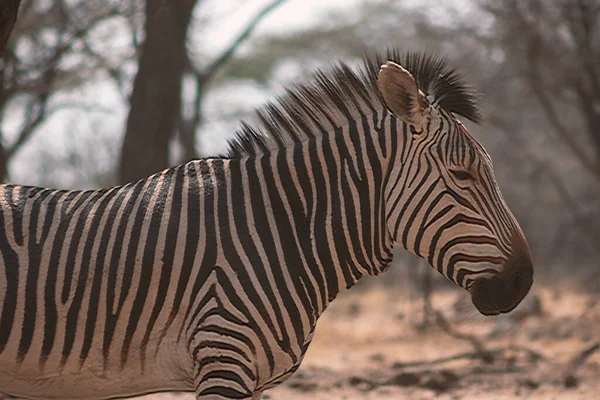 Dzikie Afrykańskie Życie Samotna Zebra Namibii Stojąca Środku Sawanny — Zdjęcie stockowe