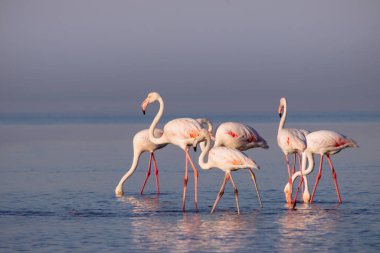 Vahşi Afrika kuşları. Pembe afrikalı flamingo kuşları güneşli bir günde mavi gölde dolaşıyorlar.