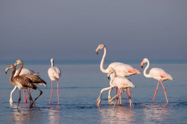 Vahşi Afrika kuşları. Pembe afrikalı flamingo kuşları güneşli bir günde mavi gölde dolaşıyorlar.