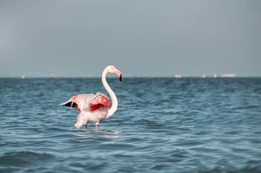 Yalnız Afrikalı pembe flamingo güneşli bir günde mavi gölde yürüyor.