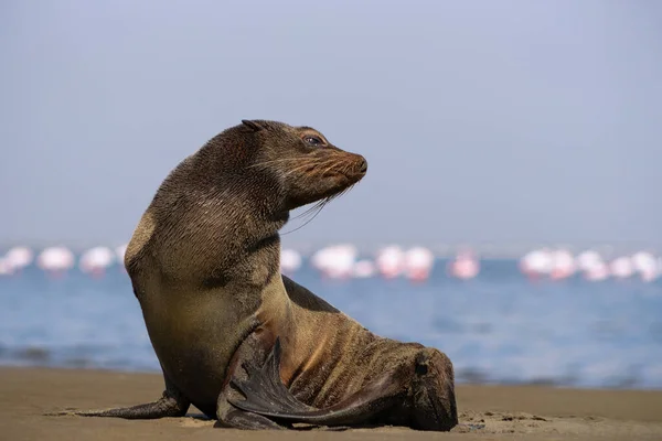 Samotny Brązowy Futro Foka Siedzi Ocean Słoneczny Poranek — Zdjęcie stockowe