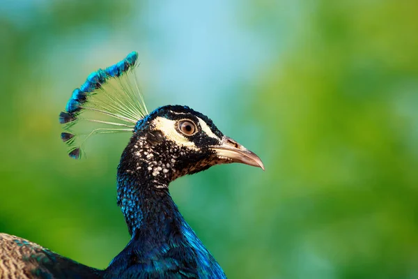 Portrait Wild Beautiful Peacock Feathers Blur Background Sunny Day — Stock Photo, Image