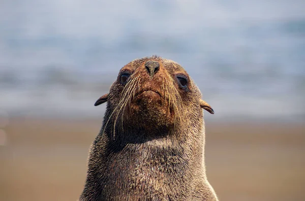 Samotny Brązowy Futro Foka Siedzi Ocean Słoneczny Poranek — Zdjęcie stockowe