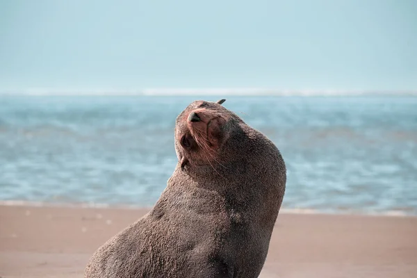 Samotny Brązowy Futro Foka Siedzi Ocean Słoneczny Poranek — Zdjęcie stockowe