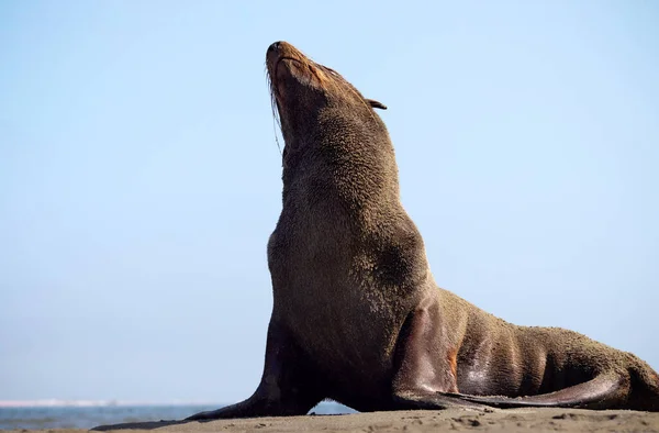 Lonely Brown Fur Seal Sits Ocean Sunny Morning — Stock Photo, Image