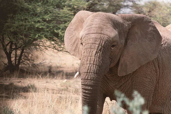 Primer Plano Del Elefante Africano Bush Pastizal Día Soleado — Foto de Stock