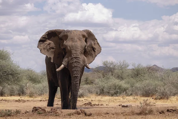 Elefante Africano Las Praderas Del Parque Nacional Etosha Namibia — Foto de Stock