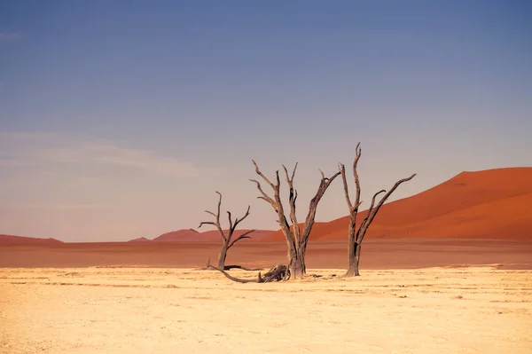 Beroemde Plaats Deadvlei Prachtig Landschap Namibische Woestijn — Stockfoto