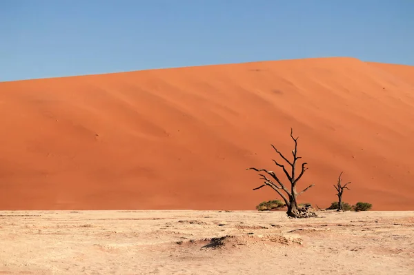 著名的地方Deadvlei 纳米布沙漠美丽的风景 — 图库照片