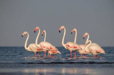 Vahşi Afrika kuşları. Beyaz afrikalı flamingo kuşları güneşli bir günde mavi gölde dolaşıyorlar.