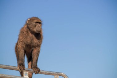 Vahşi Afrikalı hayatı. Güneşli bir günde arabanın çatısında oturan Büyük Erkek Babun.