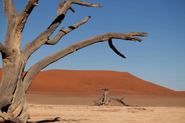 Deadvlei 'nin meşhur yeri. Namib çölünün güzel manzarası
