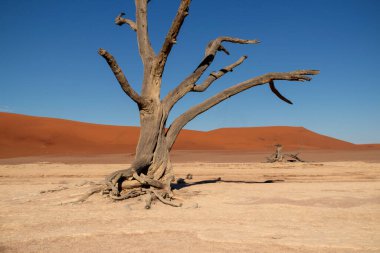 Deadvlei 'nin meşhur yeri. Namib çölünün güzel manzarası