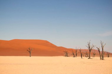 Deadvlei 'nin meşhur yeri. Namib çölünün güzel manzarası