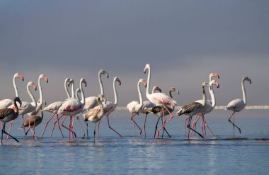 Vahşi Afrika kuşları. Pembe afrikalı flamingo kuşları güneşli bir günde mavi gölde dolaşıyorlar.