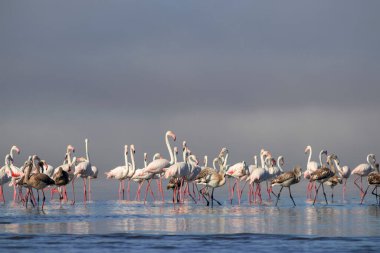 Vahşi Afrika kuşları. Pembe afrikalı flamingo kuşları güneşli bir günde mavi gölde dolaşıyorlar.