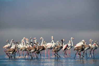 Vahşi Afrikalı hayatı. Pembe Afrikalı flamingo sürüsü güneşli bir günde mavi gölün arka planında yürüyorlar.. 