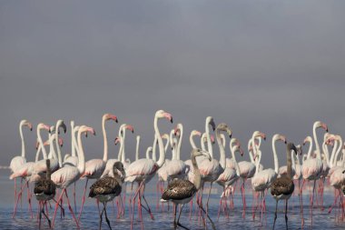 Vahşi Afrikalı hayatı. Pembe Afrikalı flamingo sürüsü güneşli bir günde mavi gölün arka planında yürüyorlar.. 
