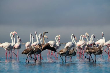 Vahşi Afrikalı hayatı. Pembe Afrikalı flamingo sürüsü güneşli bir günde mavi gölün arka planında yürüyorlar.. 