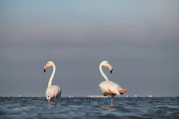 Wildes Afrikanisches Leben Herde Rosafarbener Afrikanischer Flamingos Die Einem Sonnigen — Stockfoto