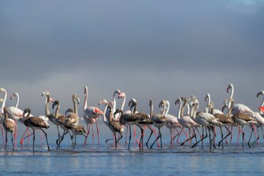 Vahşi Afrika kuşları. Pembe Afrikalı flamingo sürüsü güneşli bir günde mavi gölün arka planında yürüyorlar..