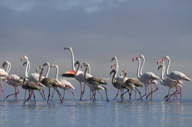Vahşi Afrika kuşları. Pembe Afrikalı flamingo sürüsü güneşli bir günde mavi gölün arka planında yürüyorlar..