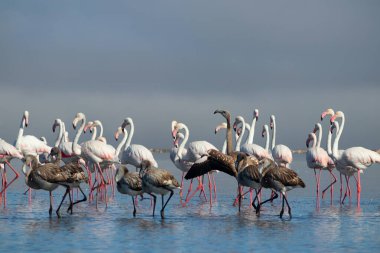 Vahşi Afrika kuşları. Pembe Afrikalı flamingo sürüsü güneşli bir günde mavi gölün arka planında yürüyorlar..