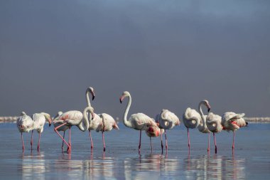 Vahşi Afrika kuşları. Pembe Afrikalı flamingo sürüsü güneşli bir günde mavi gölün arka planında yürüyorlar..