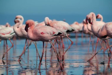 Güzel Afrika flamingolarına yaklaş. Durgun suda yansımalarla duruyorlar. Namibya