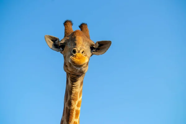 Wild African Animal Close Large Common Namibian Giraffe Summer Blue — Foto Stock