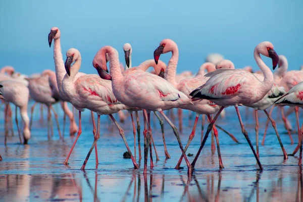 Close Beautiful African Flamingos Standing Still Water Reflection Namibia — Stock Photo, Image