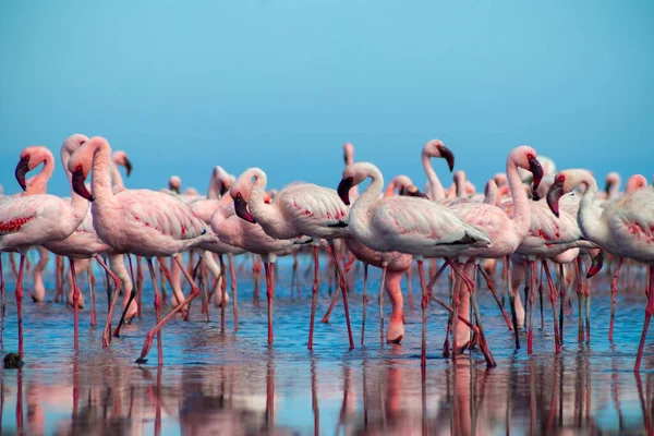 Close Belos Flamingos Africanos Que Estão Parados Água Parada Com — Fotografia de Stock