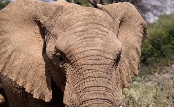 Primer Plano Del Elefante Africano Bush Pastizal Día Soleado — Foto de Stock