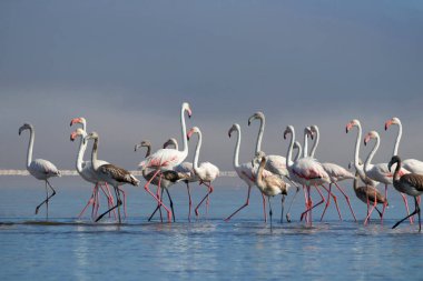 Vahşi Afrika kuşları. Pembe Afrikalı flamingo sürüsü güneşli bir günde mavi gölün arka planında yürüyorlar..