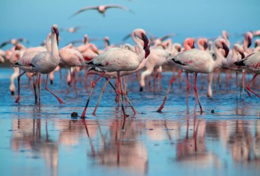 Güzel Afrika flamingolarına yaklaş. Durgun suda yansımalarla duruyorlar. Namibya