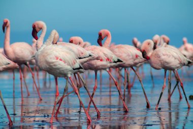 Güzel Afrika flamingolarına yaklaş. Durgun suda yansımalarla duruyorlar. Namibya