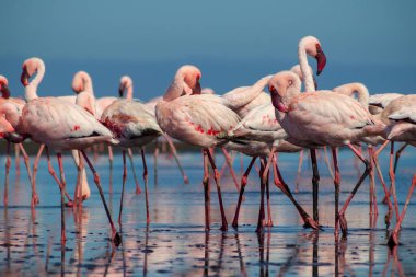 Güzel Afrika flamingolarına yaklaş. Durgun suda yansımalarla duruyorlar. Namibya