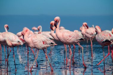 Güzel Afrika flamingolarına yaklaş. Durgun suda yansımalarla duruyorlar. Namibya